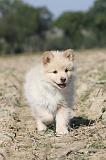 CHIEN FINNOIS DE LAPONIE 312